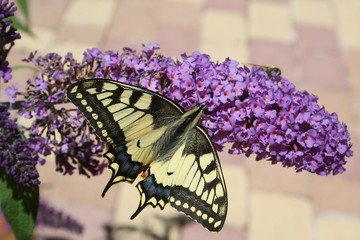 Papillon Machaon