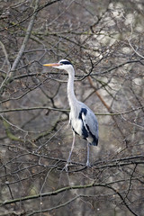 Grey heron, Ardea cinerea