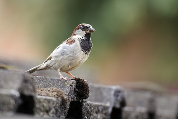 House sparrow, Passer domesticus
