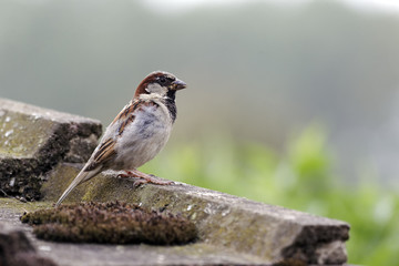 House sparrow, Passer domesticus