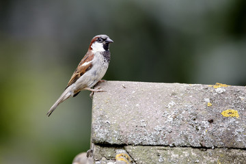 House sparrow, Passer domesticus