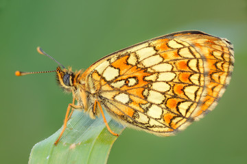 Farfalla colorata si riposa su una foglia