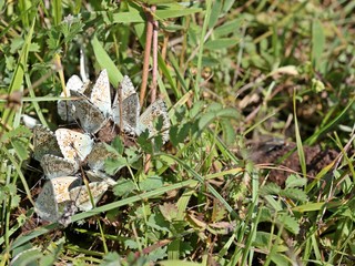 Silbergrüne Bläulinge (Polyommatus coridon) auf Tierkot