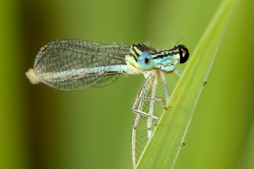 Libellula con occhi di colore diverso