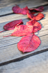 autumn leaves on wooden background