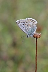 Silbergrüner Bläuling (Polyommatus coridon)