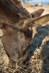 Close up from a mule  eating at the shoreline