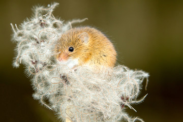 Harvest Mice on a soft fluffy seed head