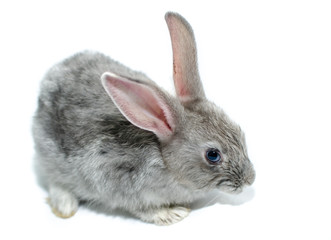 grey rabbit on a white background