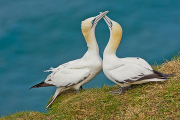 A pair of courting Gannets taken at Bempton RSPB reserve