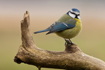 Blue Tit on a Branch