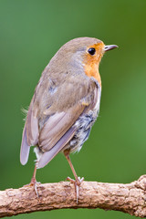 Robin