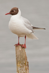 Black Headed Gull sat on a post