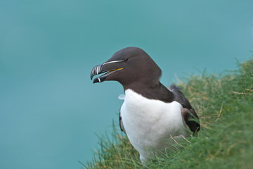 Razorbill