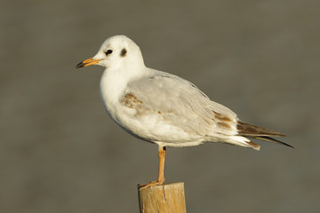 Seagull on a Post