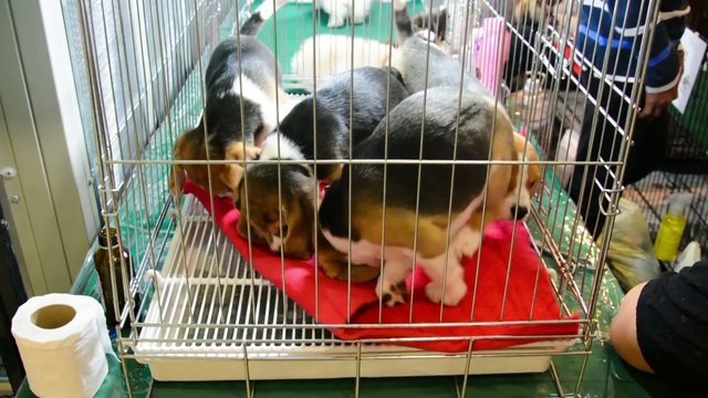 Cute Beagle puppies are playing and fighting in the cage