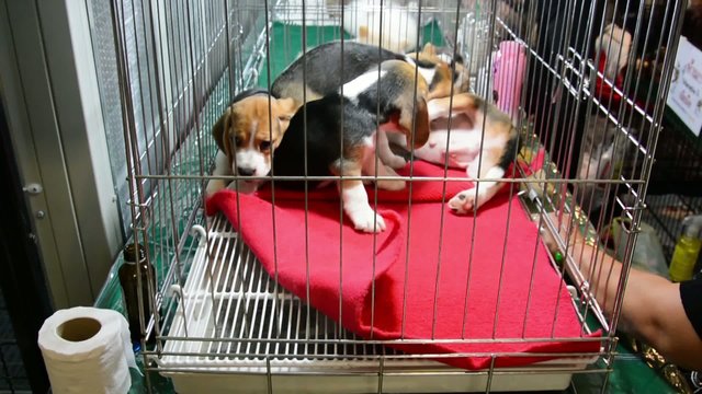 Cute Beagle puppies are playing and fighting in the cage