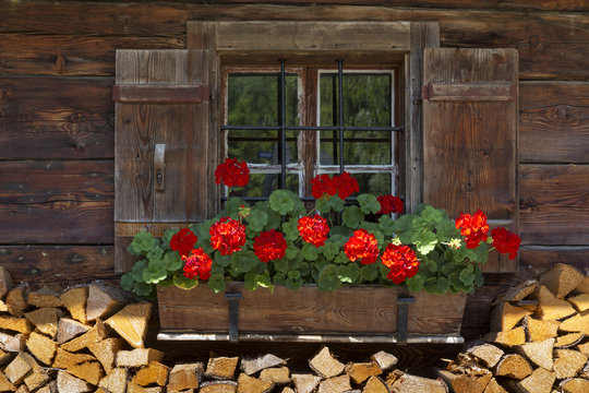 Fototapeta Fototapeta Okno alpejskiej drewnianej chaty z pelargoniami do domu