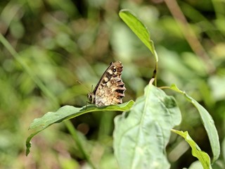 Fototapeta premium Waldbrettspiel (Pararge aegeria)