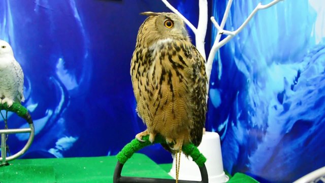 A European eagle owl is standing on a pearch and turning calmly