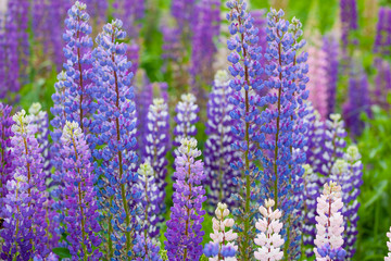 Fototapeta premium Blossoming lupines close up