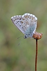 Silbergrüner Bläuling (Polyommatus coridon)