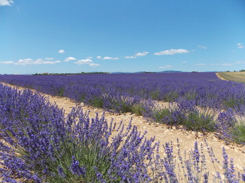 provence