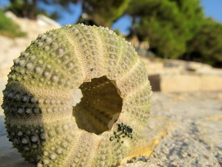 sea urchin II