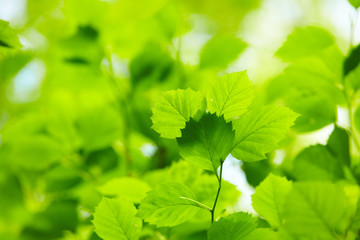 green leaves