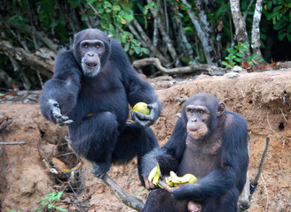 Île aux chimpanzés