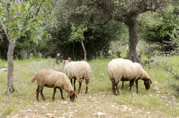 Obraz na płótnie Canvas 3 Owce na łące