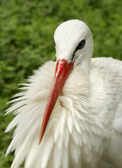 White stork © Uros Petrovic