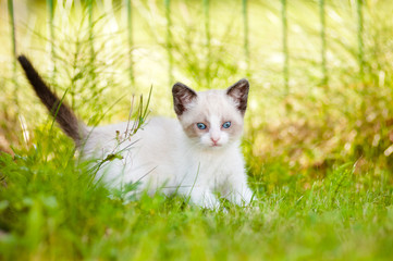 adorable siamese kitten with blue eyes