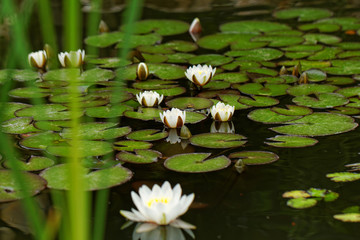 water lily on the pond