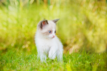 Naklejka na ściany i meble cute siamese kitten with blue eyes