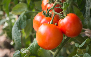 growth tomatoes