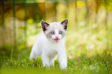 siamese kitten meowing outdoors