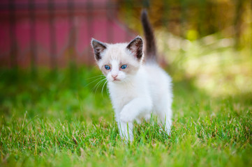 siamese kitten walking outdoors