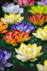 Obraz na płótnie Canvas Lotus kwiaty w stawie
