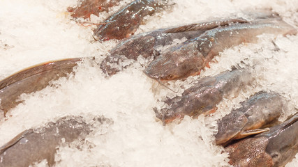 catfish inside ice for sell