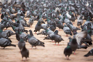 A group of pigeons in Kathmandu