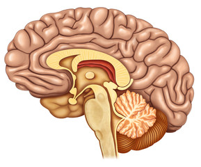 seccion del cerebro con vista lateral