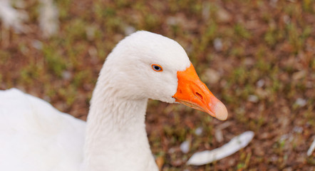 White Geese