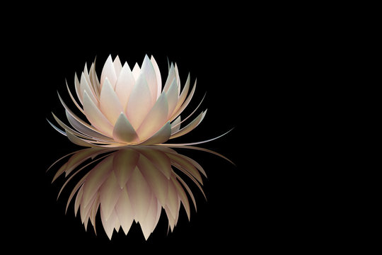 Fototapeta lotus flower on a black background