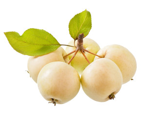 apples on a white background