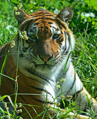 Portrait of a Tiger