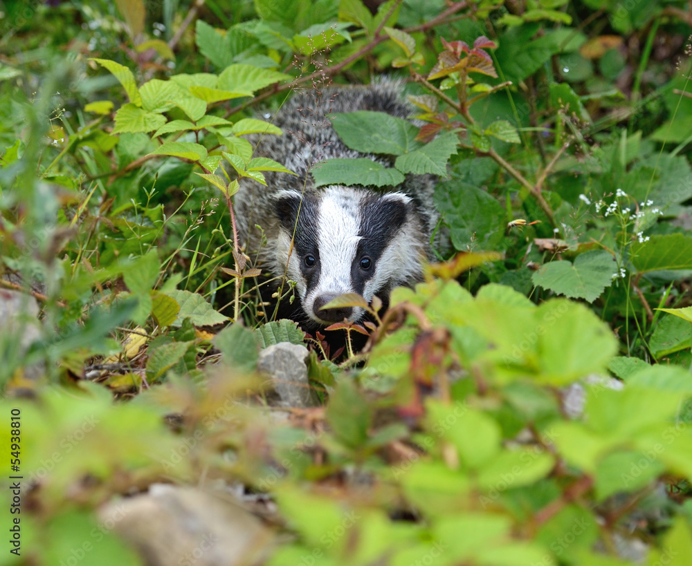 Poster badger