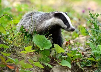 Badger © kyslynskyy
