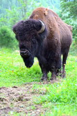 Bison