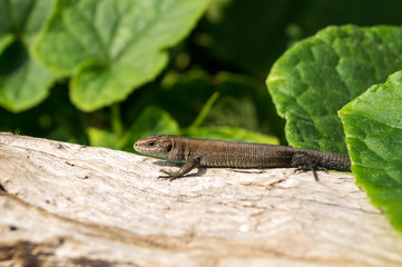 Lizard on a board